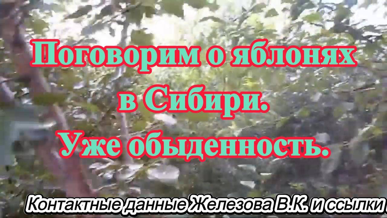 Поговорим о яблонях в Сибири. Уже обыденность.
