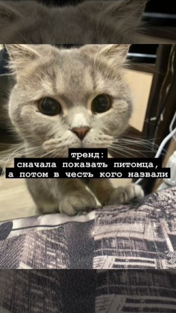 В честь кого назвали? #кот #cat #веселыекоты #пуша #kitten #красиваякошка #пушок #тренд #2025