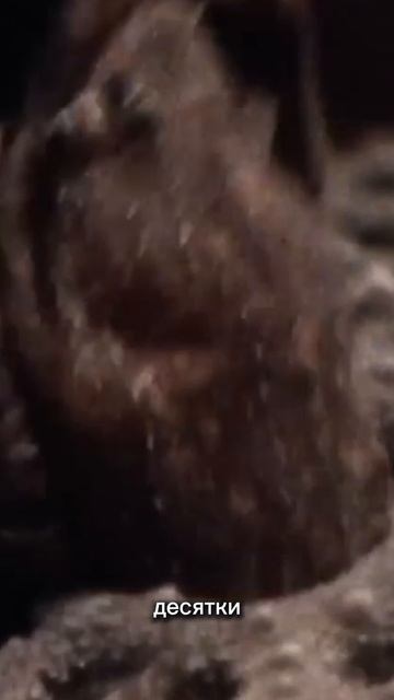 ЖАБА РОЖАЮЩАЯ ЧЕРЕЗ СПИНУ! #шортс #факт #факты #ютуб #ютубшортс #ютубшорт #shorts #youtubeshorts