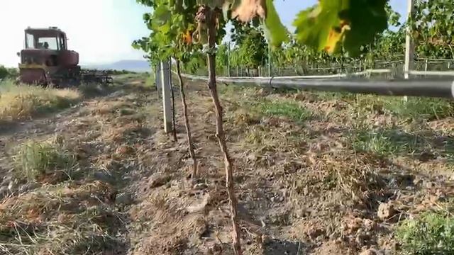 Спасаем урожай как защитить виноград Молдова от растрескивания