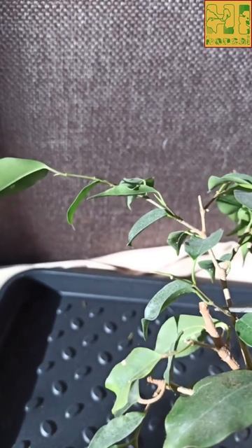 Бонсай. Переделка фикуса.