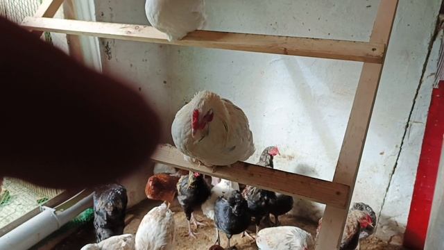 подкладываем яйца