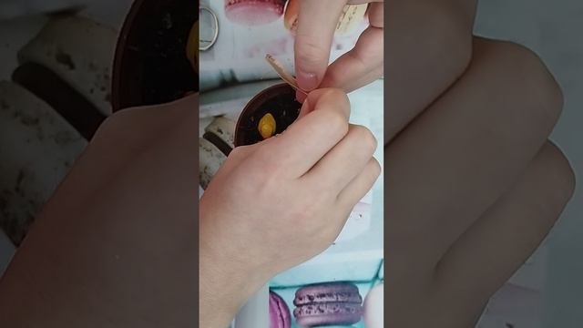 садоводство как поставить палочку
