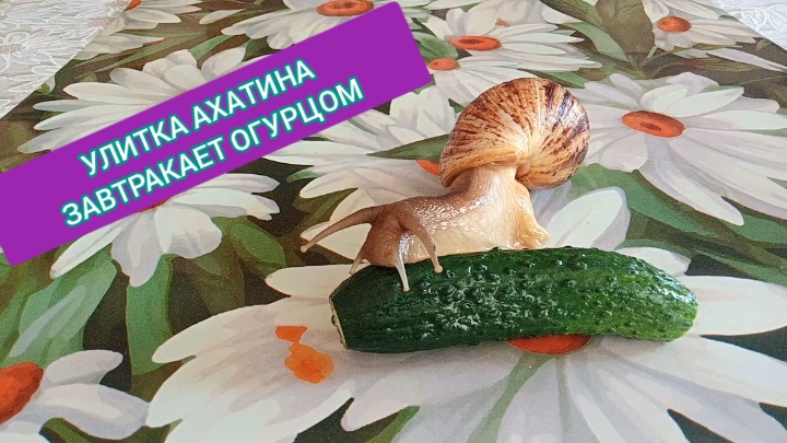 Улитка Ахатина завтракает огурцом