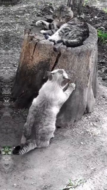 Кот и его монолог кот