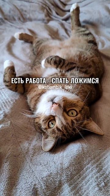Мы трудиться не боимся😄(Частушки от Котямбика)