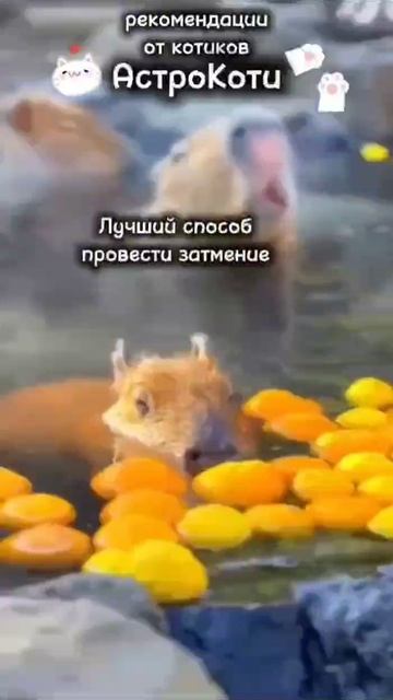 Лучший способ провести затмение