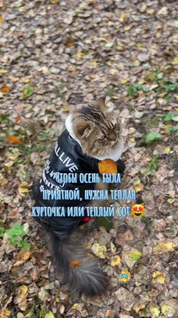 Приятной осени!😻🍁 #котик #осень #природа