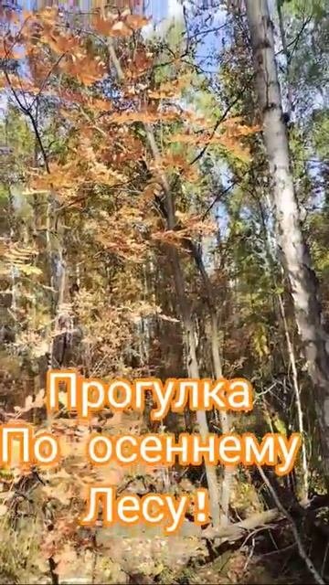 Прогулка по осеннему лесу!