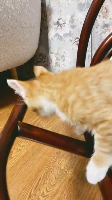 ДАЙТЕ-ДАЙТЕ ВКУСНЯШКИ! МЯУ-МЯУ😻