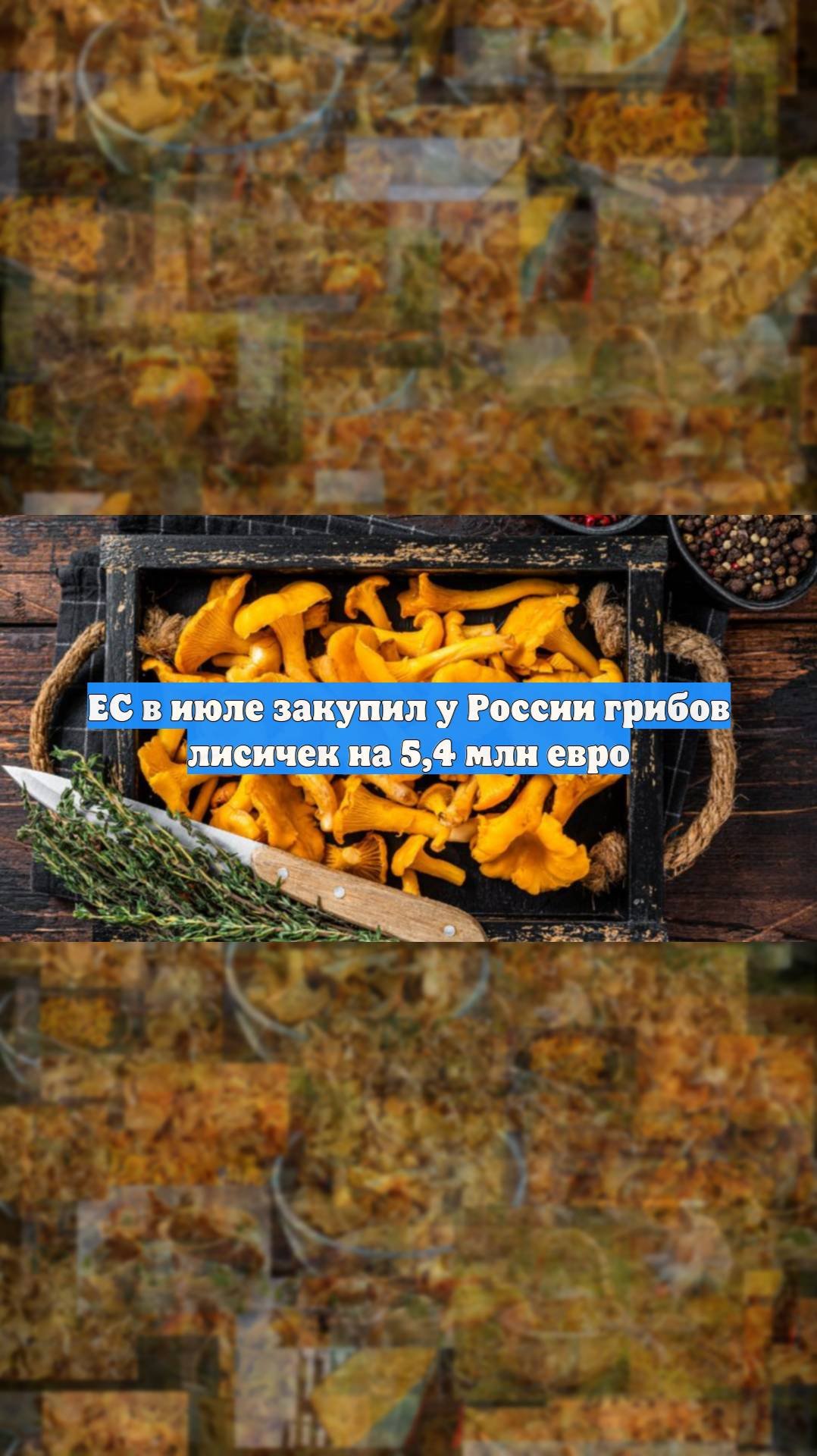 ЕС в июле закупил у России грибов лисичек на 54 млн евро