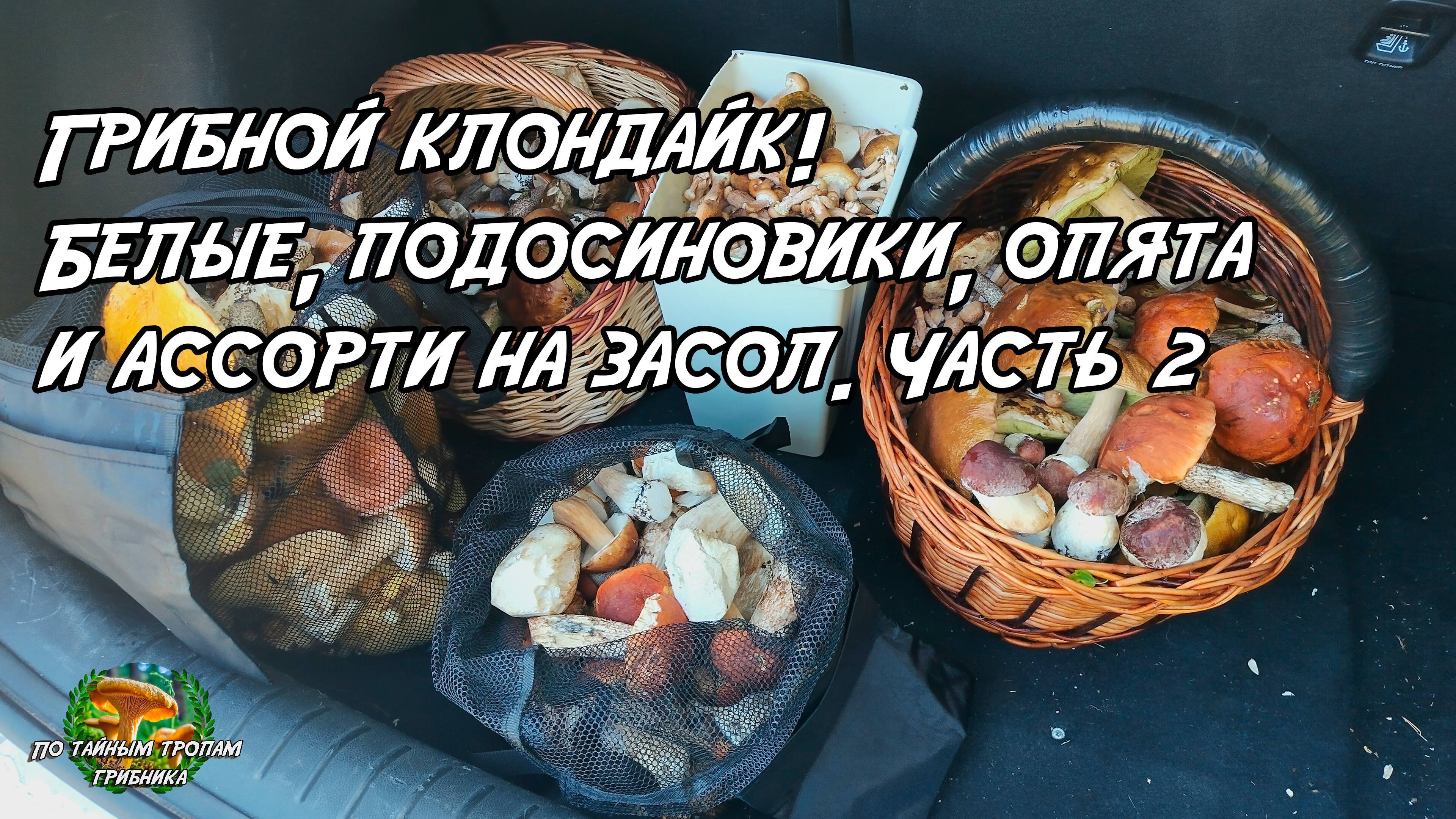 Грибной клондайк! Белые, подосиновики, опята и ассорти на засол. Часть вторая. 05.09.25