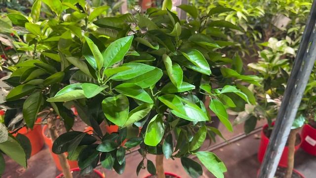 Песня компании "Цитрус Микс Экзотика"