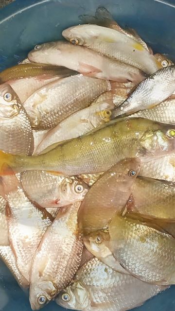 🌊🤣Кошачье счастье 🤣🎣🐟💦