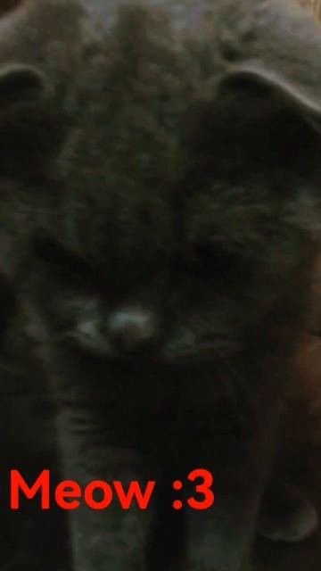 Знакомьтесь, это Миша #popular #cat #meow #shorts