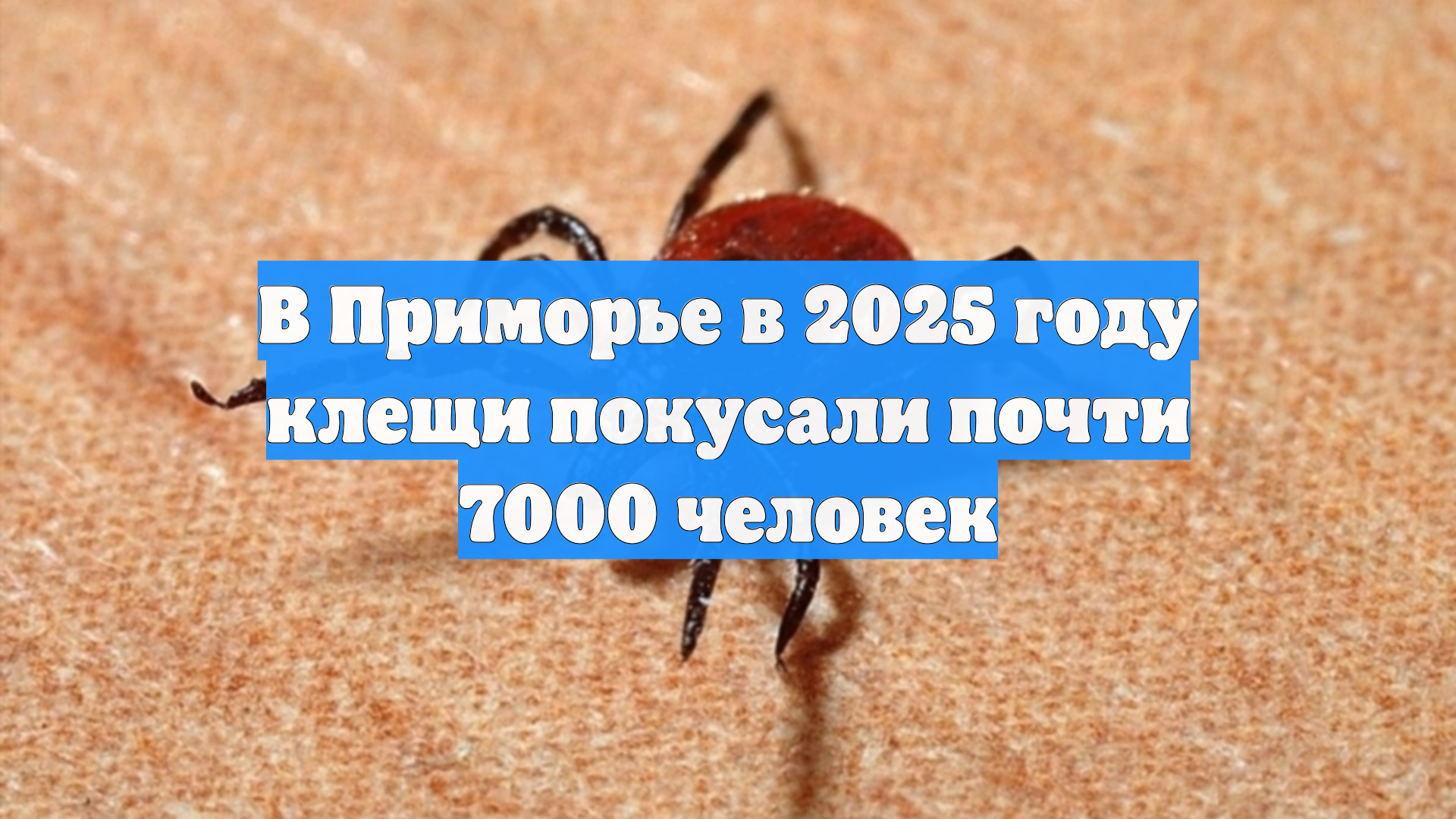 В Приморье в 2025 году клещи покусали почти 7000 человек
