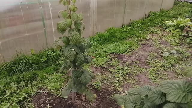Ремонтантная малина выращенная из семечка