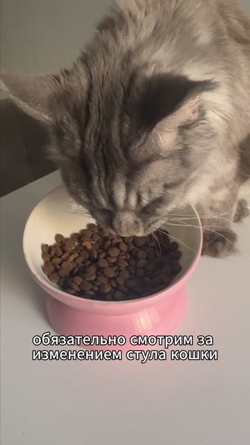 Как переводить котов на новый корм #кошка #cat #питомцы #кот #мейнкун #shorts #котики #факты #бурма