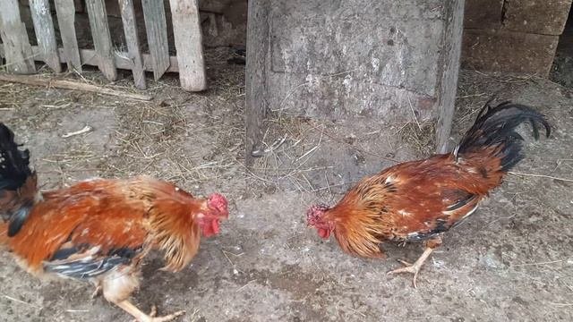 Петушинные разборки.