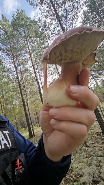 Про ягель