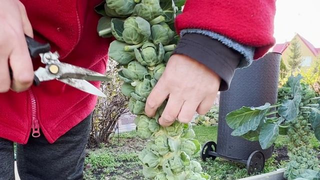 Сбор урожая Брюссельской капусты