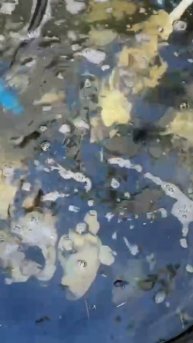 В водоём для ташлиха запускают рыб.