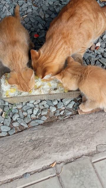 Кошачья орава