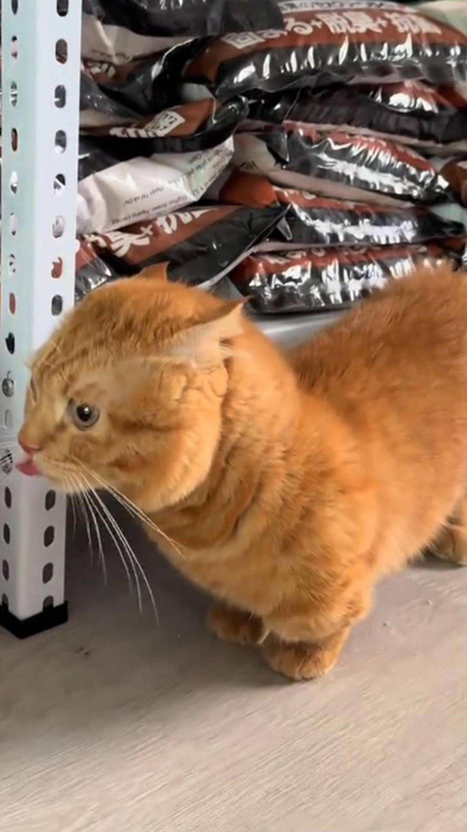 😟 ПРЕДАТЕЛЬСТВО 🙀 КОЛБАСА ПОПУТАЛА 😨 ОЗВУЧКА СМЕШНОГО КОТА 🔥 #говорящийкот #озвучка #угараю