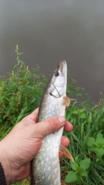 Первая щука, Первая мною пойманная щука.