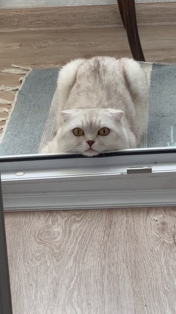 Красиво лежит 😸