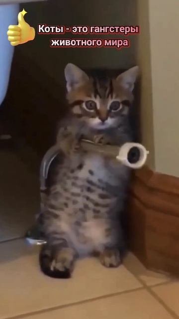 Чё за лев этот тигр кот