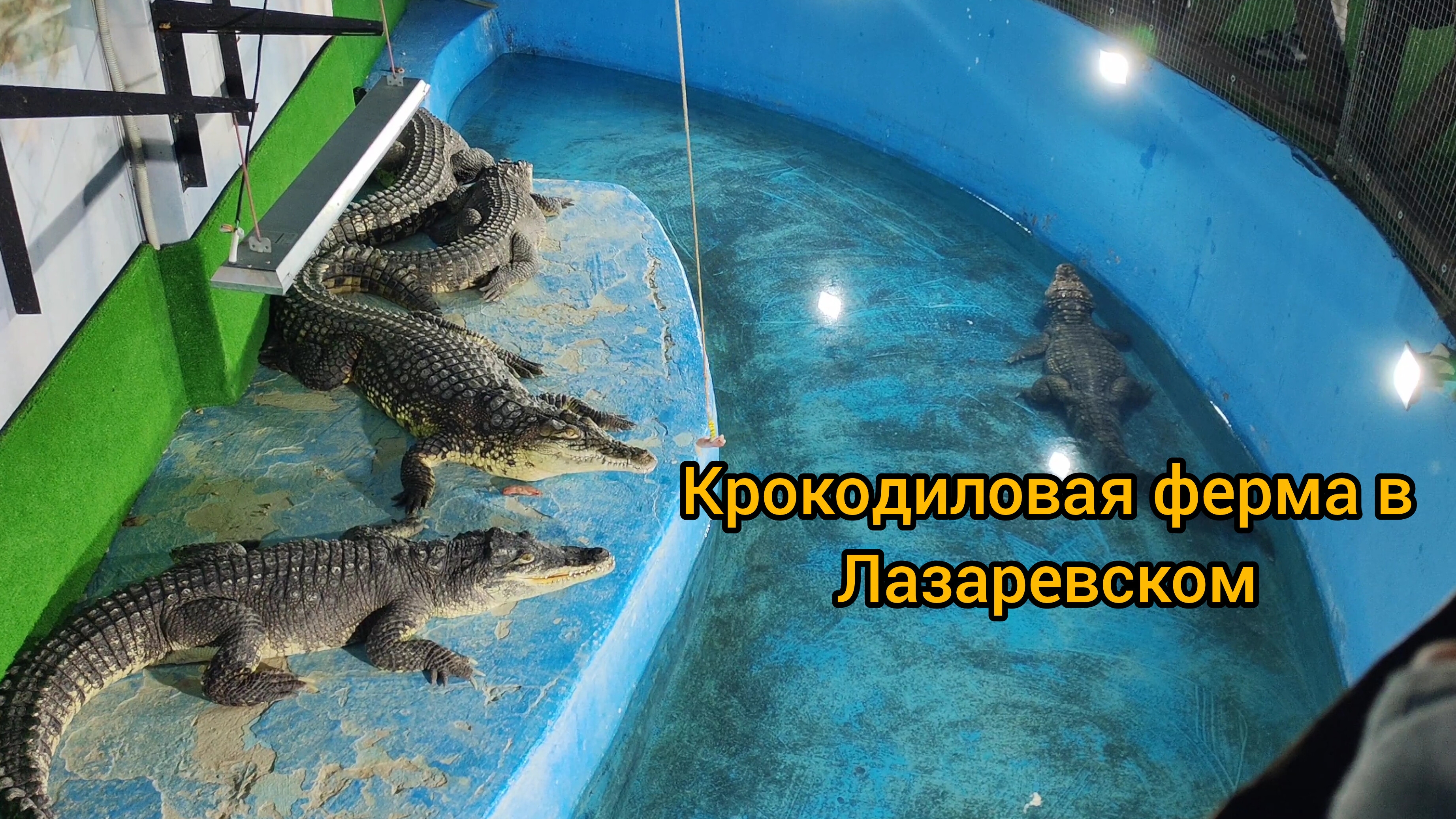 Крокодиловая ферма в Лазаревском 2025