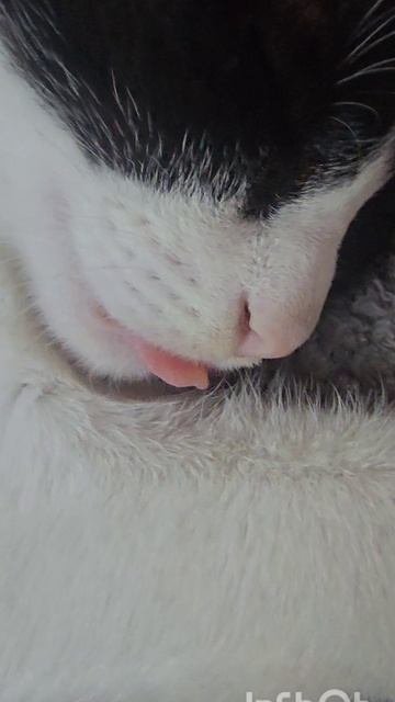 Сон котёнка...