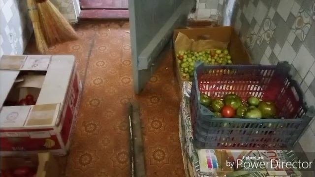 Целый день занимаюсь томатами.