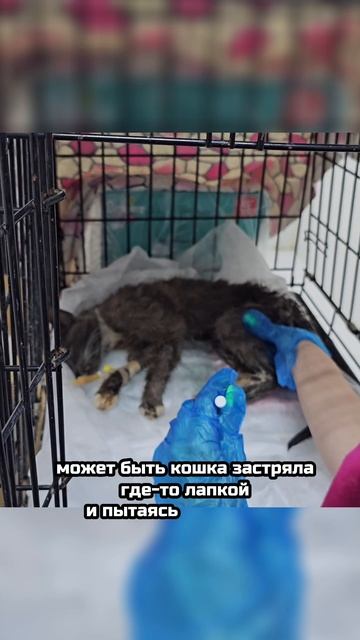 На грани жизни и смерти. Критические анализы и тело, кишащее паразитами... | Биатрис