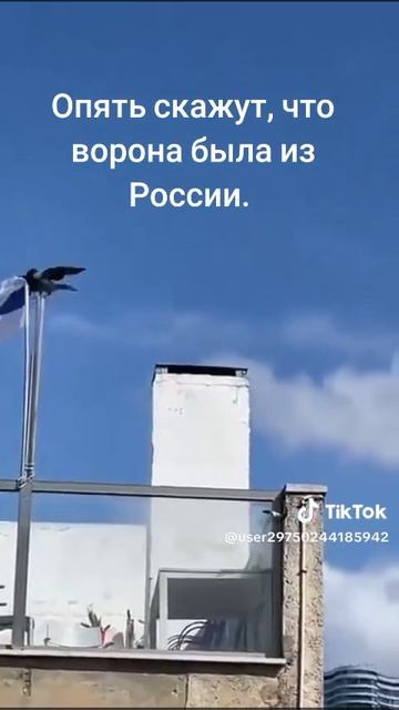 ворона