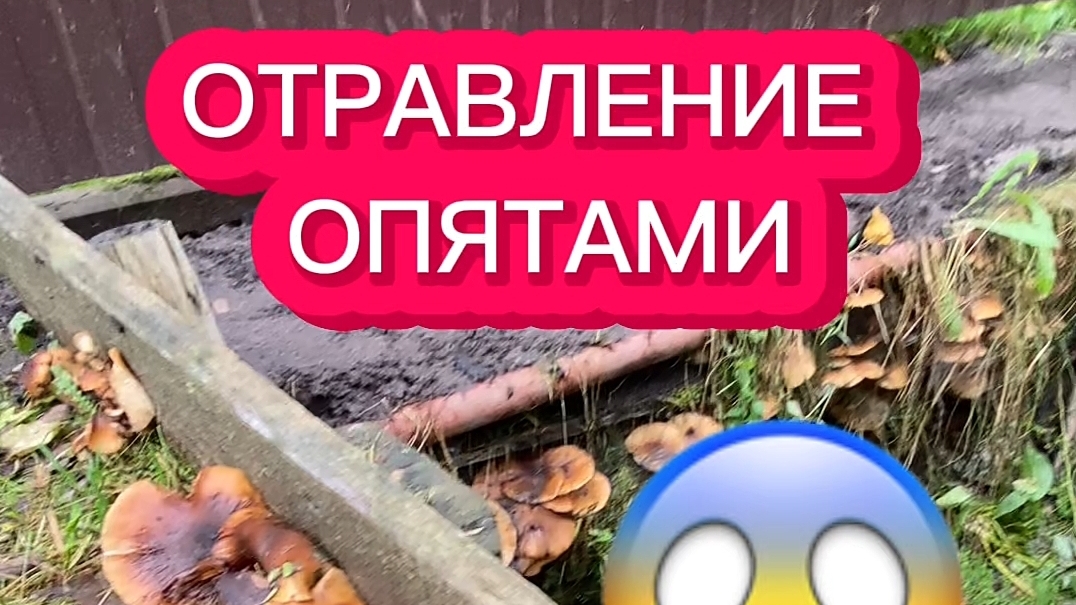 Отравление ОПЯТАМИ😱 Приступ эпилепсии. Осторожно, Галерина окаймлëнная ядовитая в осенних опятах.
