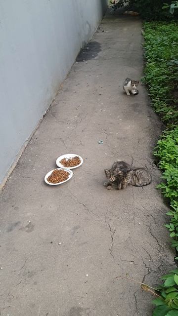 Кисы.. кис-кис-кис..