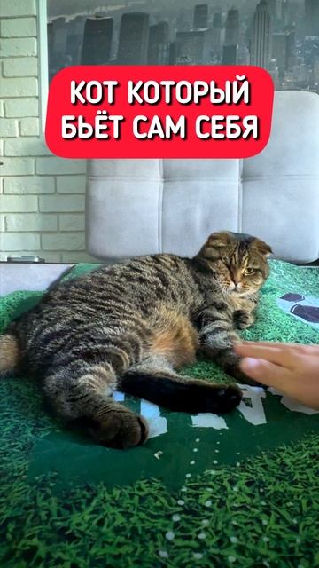 Почему он так делает? Наш кот Марсель дерется сам с собой #прикол #юмор #приколы