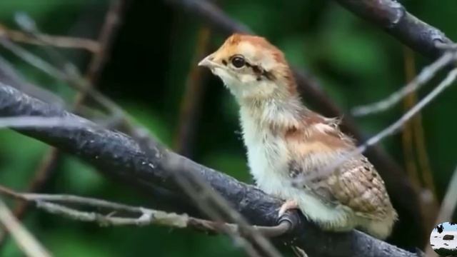 Ря́бчик Tetrastes bonasia