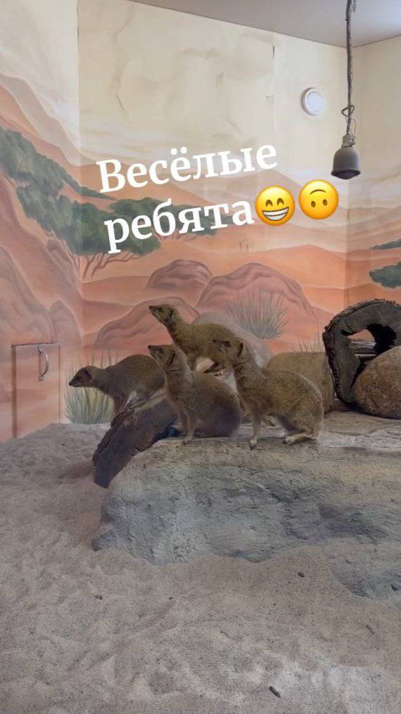 Весёлые ребята