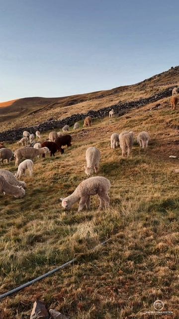 Великолепные милые мягкие альпаки. Gorgeous Cute Soft Alpacas. #travel #путешествия #отпуск #shorts