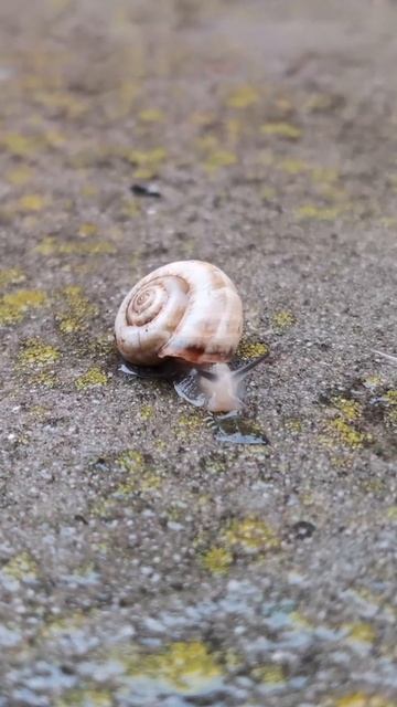 Степная улитка 🐌