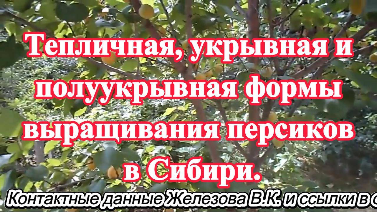 Тепличная укрывная и полуукрывная формы выращивания персиков в Сибири.