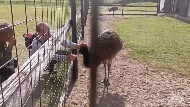 22-09-2025 года. 🐇🪿🦆🐎🦌🐫 Прогулка продолжается.🏵️🌼🏵️