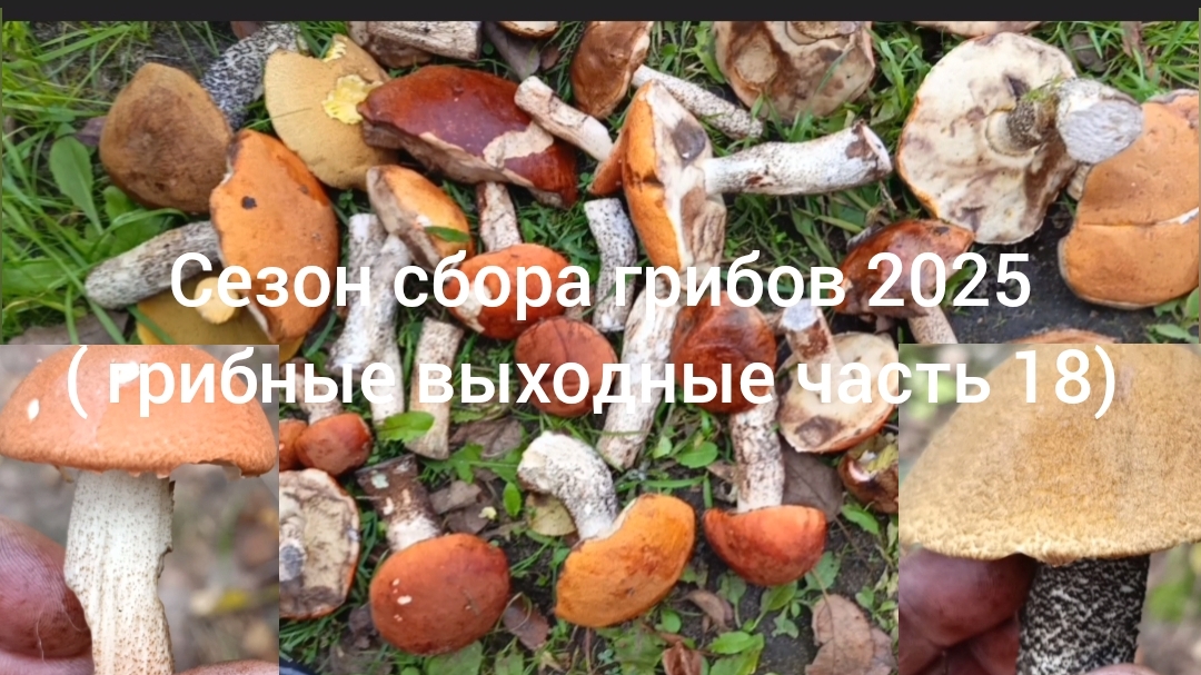 Осенний сезон сбора грибов 2025. ( грибные выходные часть 18)