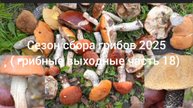 Осенний сезон сбора грибов 2025. ( грибные выходные часть 18)