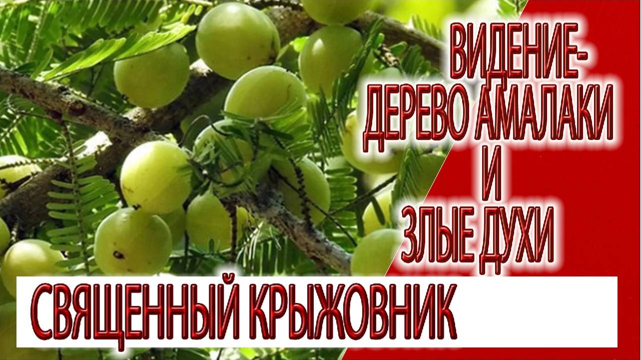 Видение - дерево Амалаки и злые духи, величие священного Крыжовника