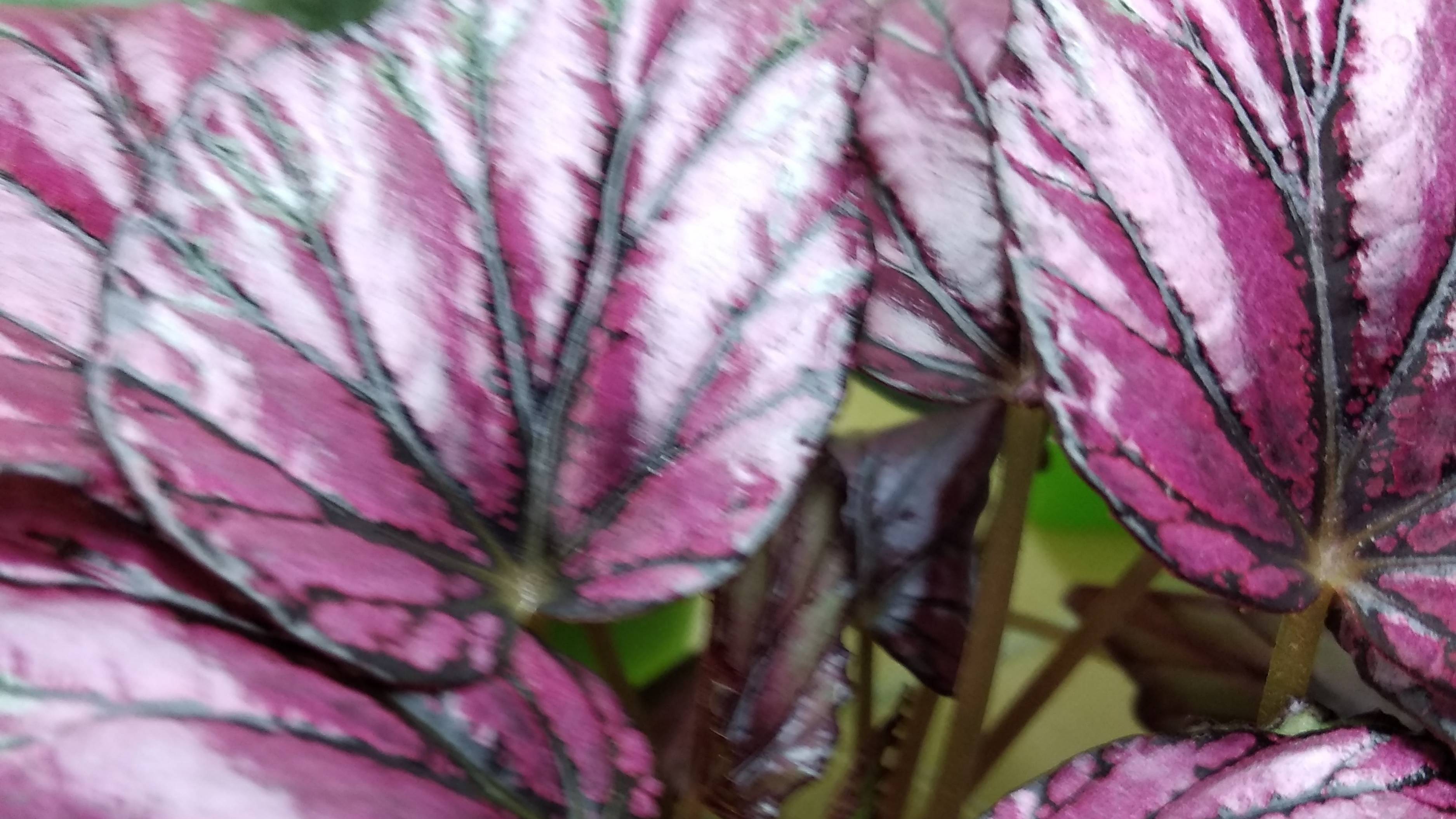 распродажа бегоний на 22.09.2025г