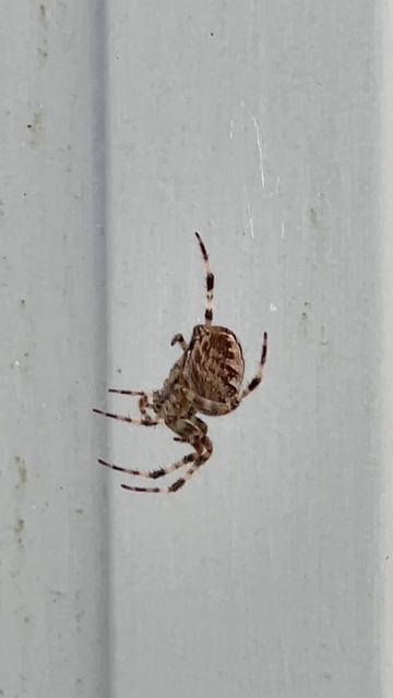 🌍Spider